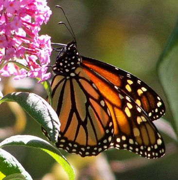 Monarch Butterfly Oaklyn NJ